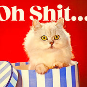 OH FUCK! cat in a box